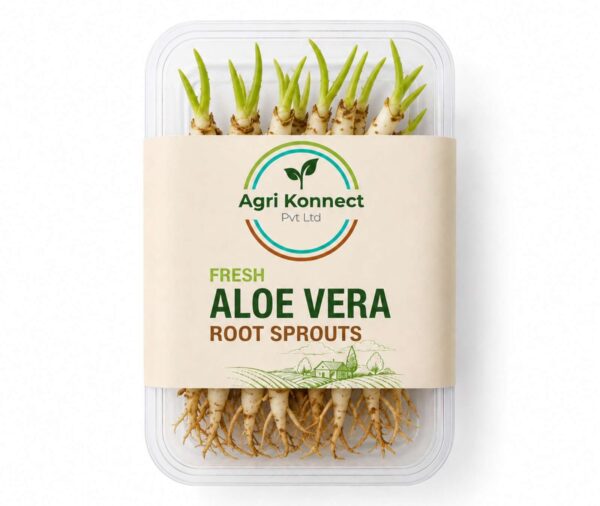 Fresh Aloe Vera Root Sprouts – 500g